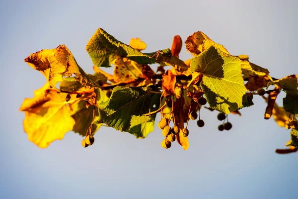 Flor de lima seca ao pôr-do-sol — Fotografia de Stock