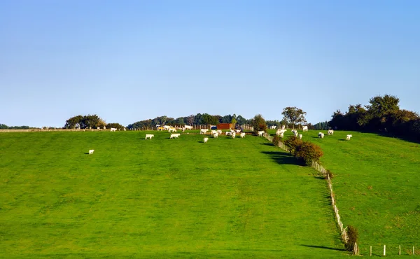 Hermoso paisaje del pueblo con pastizales verdes —  Fotos de Stock