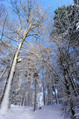 Güzel snowy orman manzara, sezon kavramı