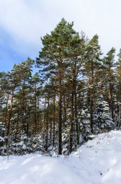 Güzel snowy orman manzara, sezon kavramı
