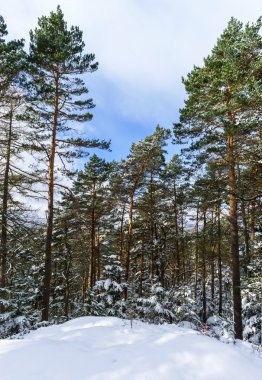Güzel snowy orman manzara, sezon kavramı