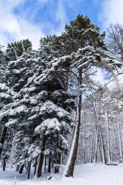 Güzel snowy orman manzara, sezon kavramı