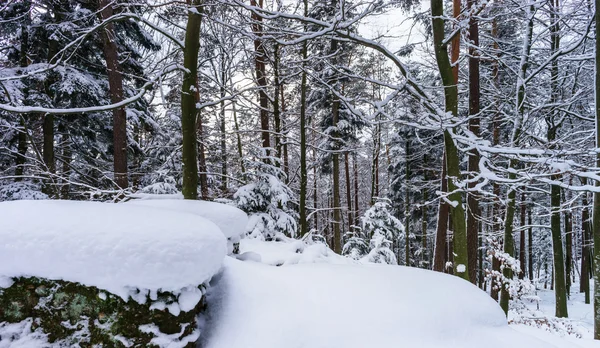 Beautiful snowy forest landscape, season concept