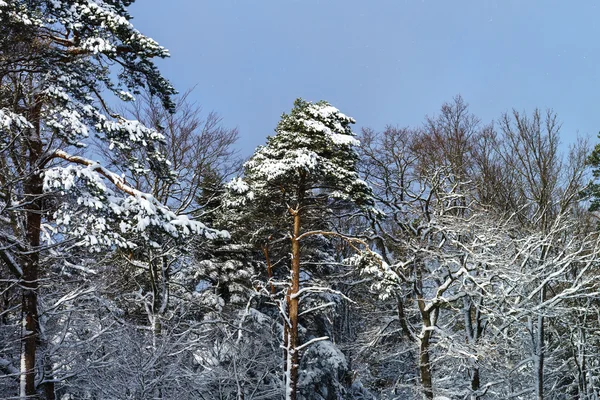 Beautiful snowy forest landscape, season concept