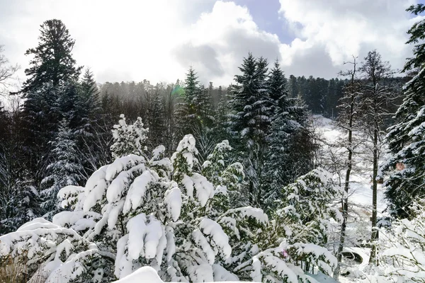 Beautiful snowy forest landscape, season concept