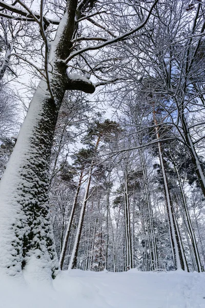 Beautiful snowy forest landscape, season concept