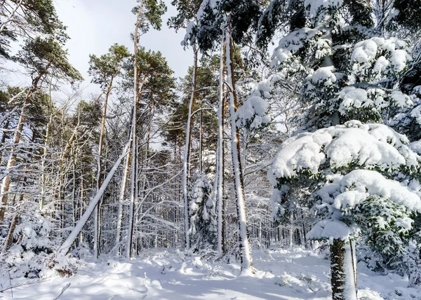 Hermoso paisaje de bosque nevado, concepto de temporada —  Fotos de Stock