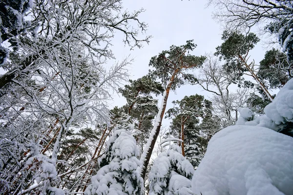 Güzel snowy orman manzara, sezon kavramı — Stok fotoğraf