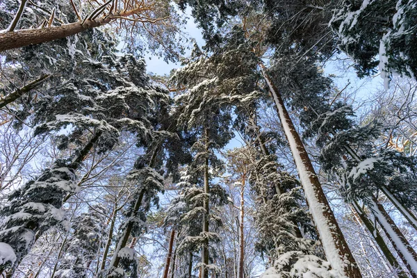 Beautiful snowy forest landscape, season concept