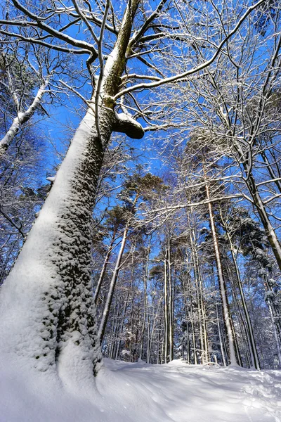 Bela paisagem de floresta nevada, conceito de estação — Fotografia de Stock