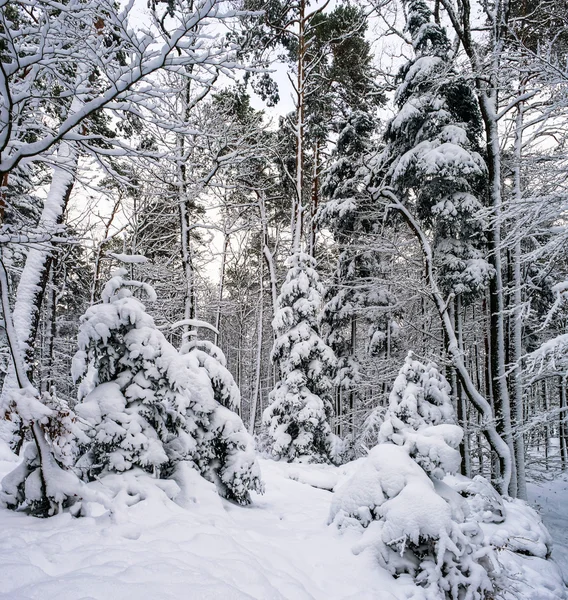 Hermoso paisaje de bosque nevado, concepto de temporada —  Fotos de Stock