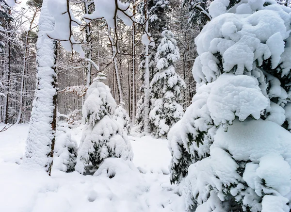 Beautiful snowy forest landscape, season concept