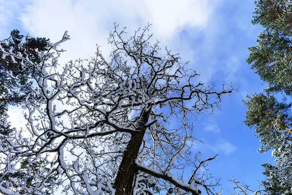 ภูมิทัศน์ป่าหิมะที่สวยงาม แนวคิดของฤดูกาล — ภาพถ่ายสต็อก