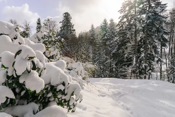 Vackra snöiga skogslandskap, säsongen koncept — Stockfoto