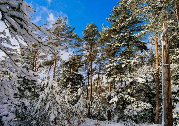 Hermoso paisaje de bosque nevado, concepto de temporada —  Fotos de Stock