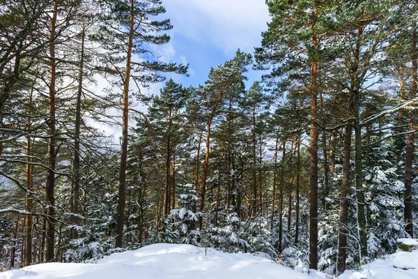 Beautiful snowy forest landscape, season concept