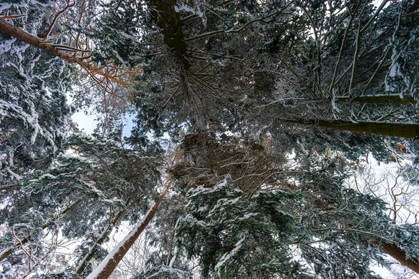 Beautiful snowy forest landscape, season concept — Stock Photo, Image