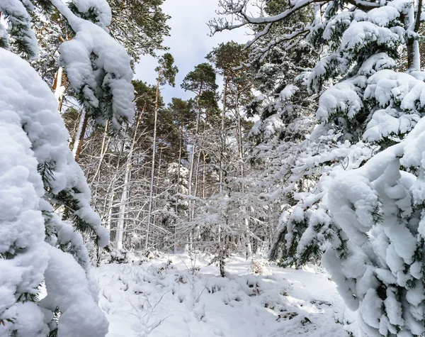 Beautiful snowy forest landscape, season concept