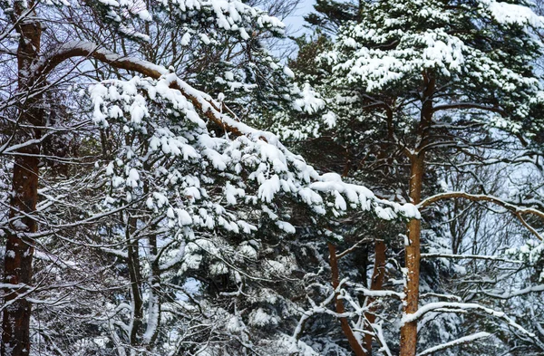 Beautiful snowy forest landscape, season concept