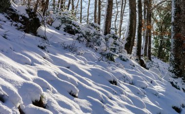 Güzel snowy orman manzara, sezon kavramı