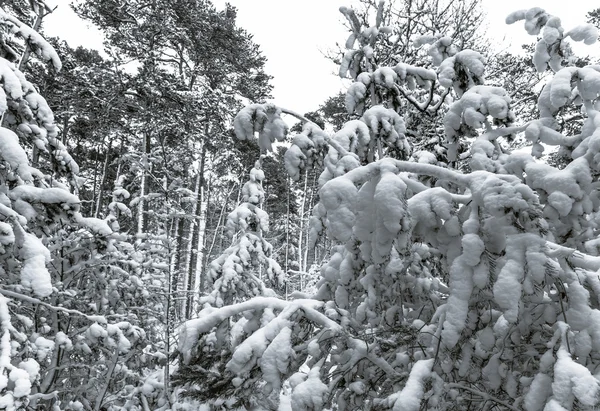 Beautiful snowy forest landscape, season concept