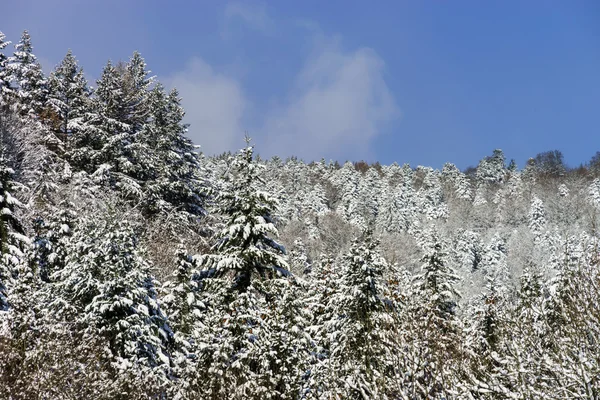 Prachtige besneeuwde boslandschap, seizoen concept — Stockfoto