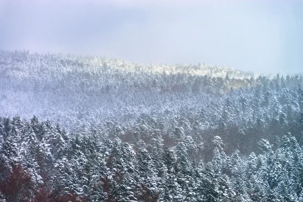 Piękny stok wzgórza z drzewa zimą w śniegu — Zdjęcie stockowe