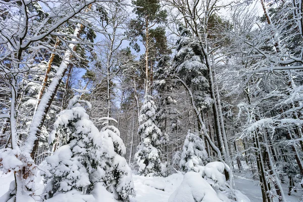 Hermoso paisaje de bosque nevado, concepto de temporada —  Fotos de Stock