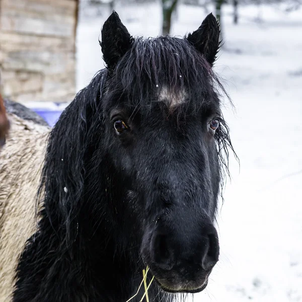 Koně na farmě, zasněžené počasí — Stock fotografie