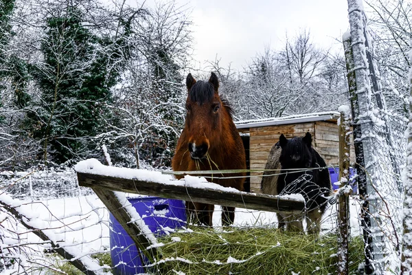 Hästar på gården, snöiga vädret — Stockfoto