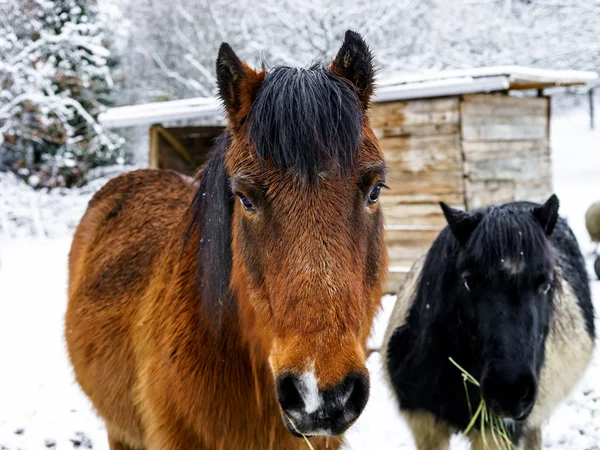 Pferde auf dem Bauernhof, verschneites Wetter — Stockfoto