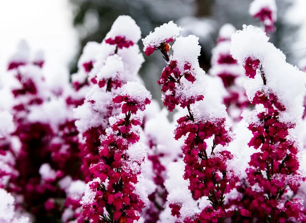 Violette bloemen over de sneeuw — Stockfoto