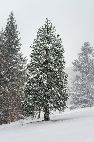 Mooie winter bos terwijl snow flurry — Stockfoto
