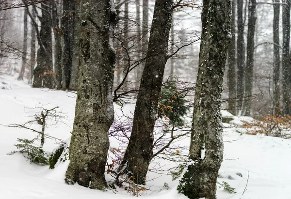 Hermoso bosque de invierno mientras nieve ráfaga —  Fotos de Stock