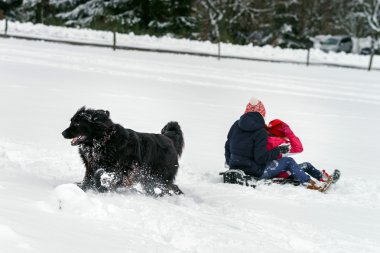 Çocuklar ile büyük su-köpek karda oynarken