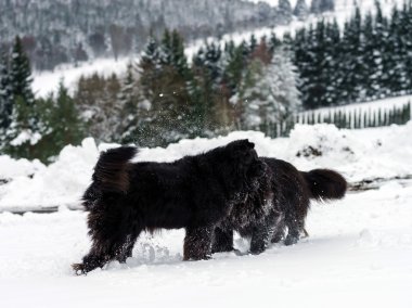İki siyah su köpeği karda oynarken