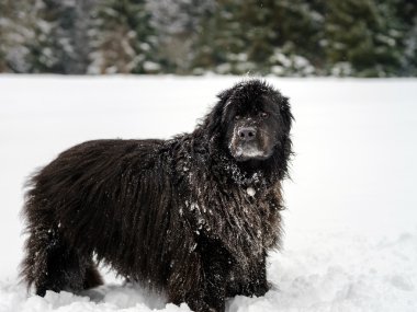 Güzel büyük newfondlander köpek karda