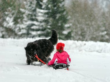 Genç newfoundlander köpek kızaklarımız çocuk kar ile taşımak