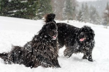 İki siyah su köpeği karda oynarken