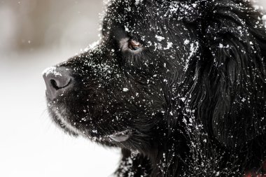 Güzel büyük newfondlander köpek karda