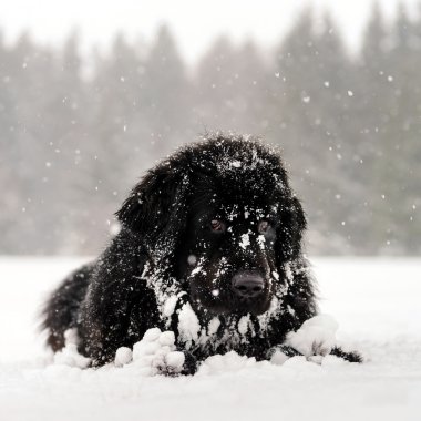 Güzel büyük newfondlander köpek karda