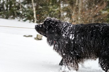 Büyük siyah su köpeği karda oynarken