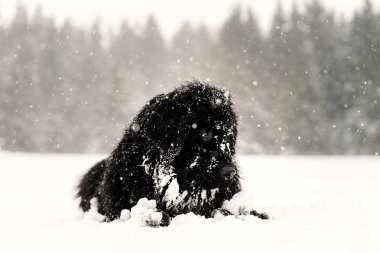 Güzel büyük newfondlander köpek karda