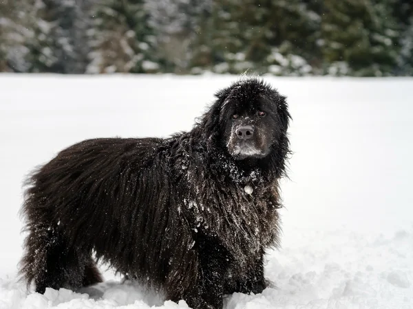 Hermoso perro newfondlander grande en la nieve — Foto de Stock