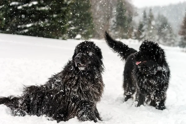 Dos perros de agua negra jugando en la nieve — Foto de Stock