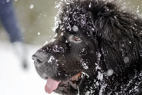 Mooie grote newfondlander hond in sneeuw — Stockfoto