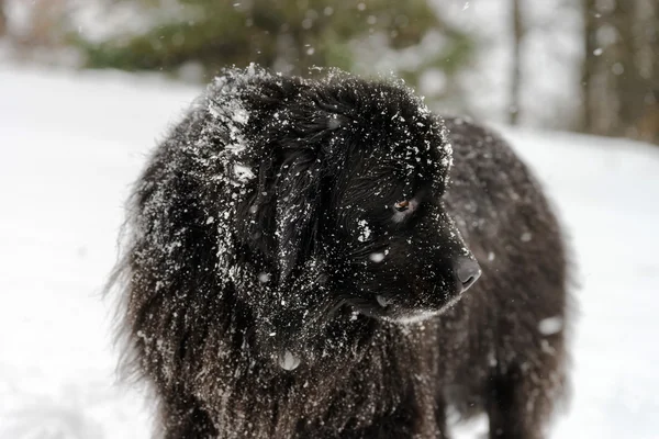 Mooie grote newfondlander hond in sneeuw — Stockfoto