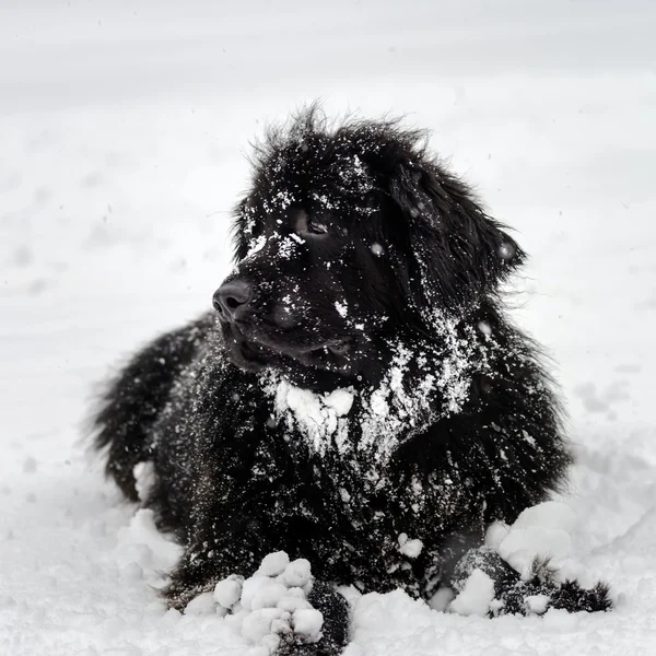 Mooie grote newfondlander hond in sneeuw — Stockfoto