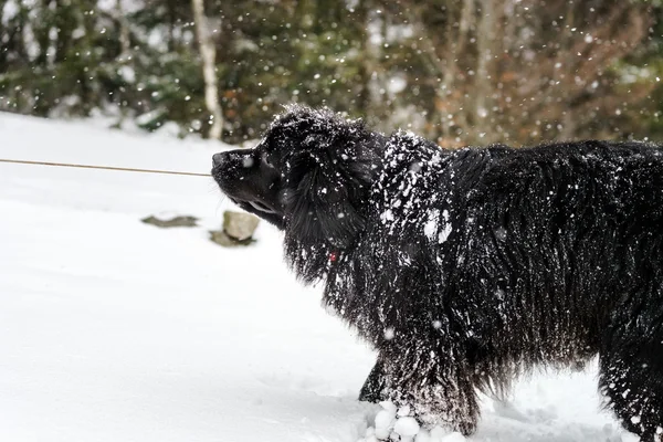 Büyük siyah su köpeği karda oynarken — Stok fotoğraf