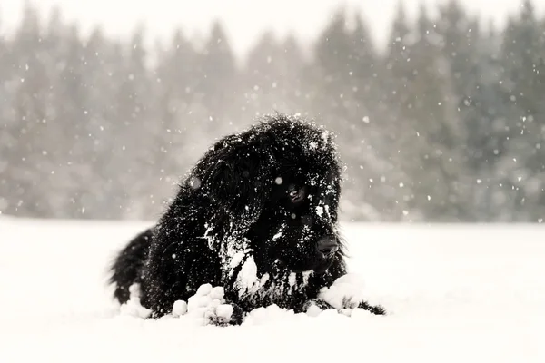 Cão newfondlander grande bonito na neve — Fotografia de Stock